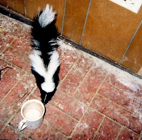 Skunks in the House