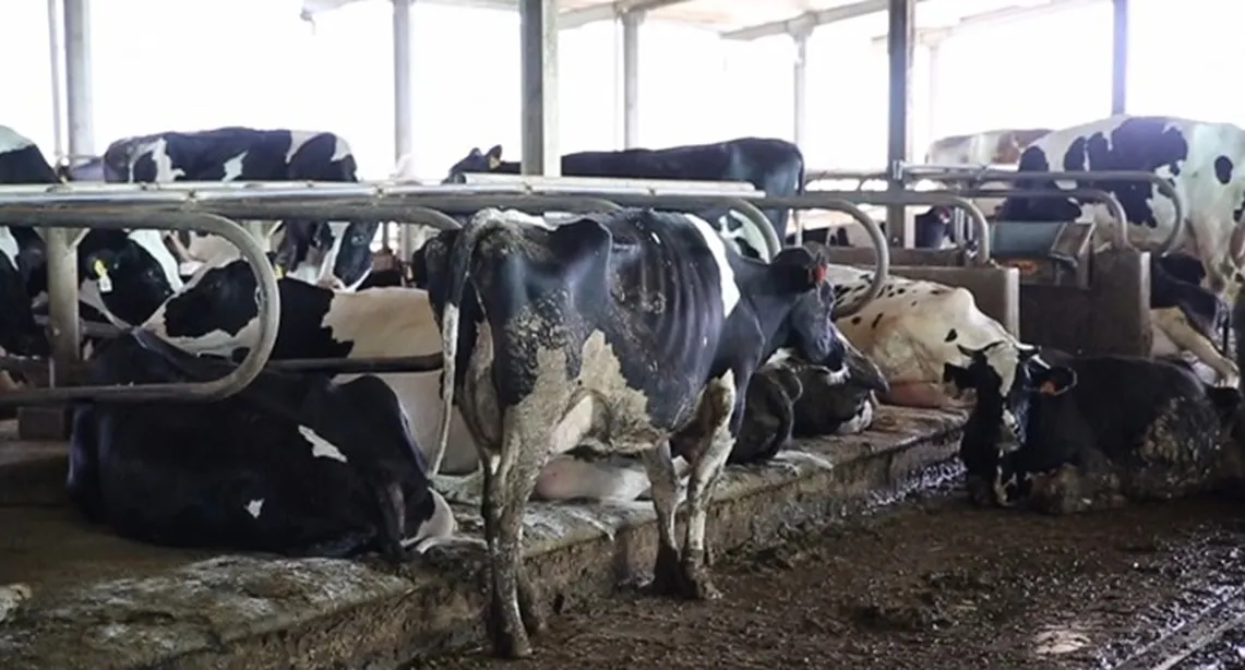 Cows, Cheese And Italy’s Land Without Animals