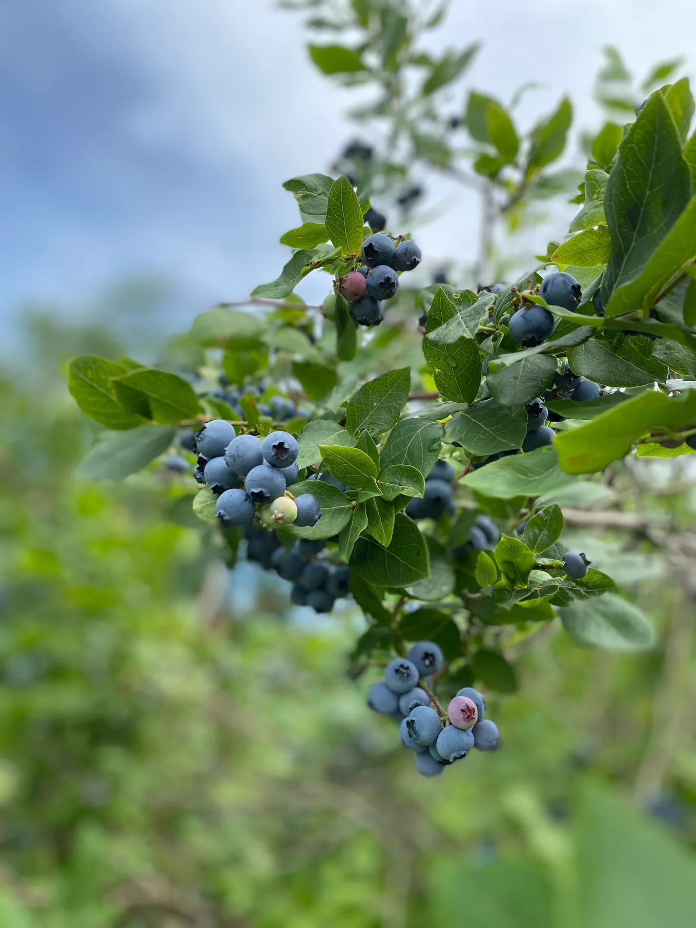 Harvesting Berries and Sweet Memories