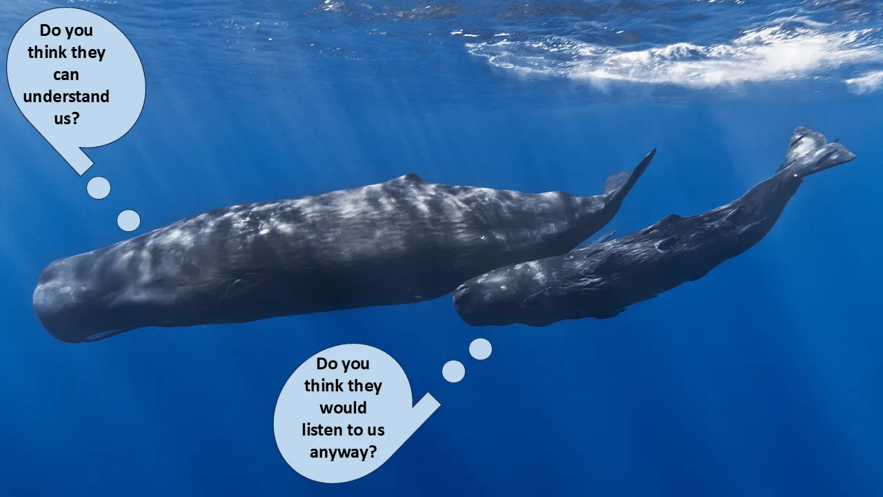 Image of two sperm whales swimming with voice bubbles. The adult whale asks, “do you think they can understand us?” The calf replies, “do you think they would listen to us anyway?”