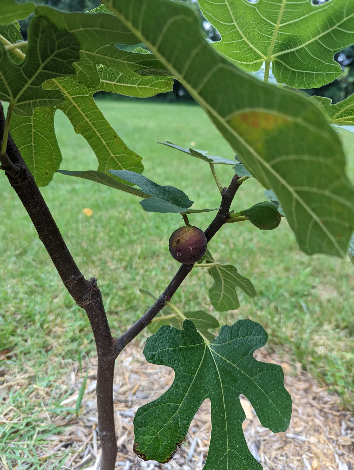 Growing a Fig Tree in Michigan - 2023