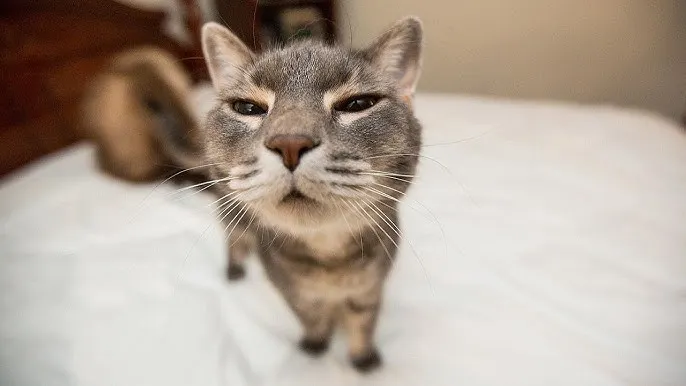 A picture of a cat.