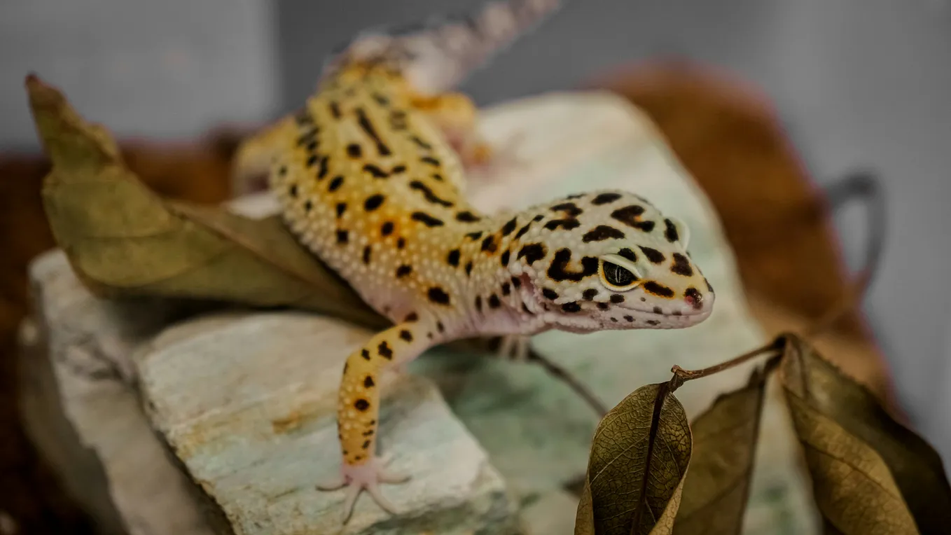 Gecko reptile that become trend in indonesia. Pic: Unsplash.