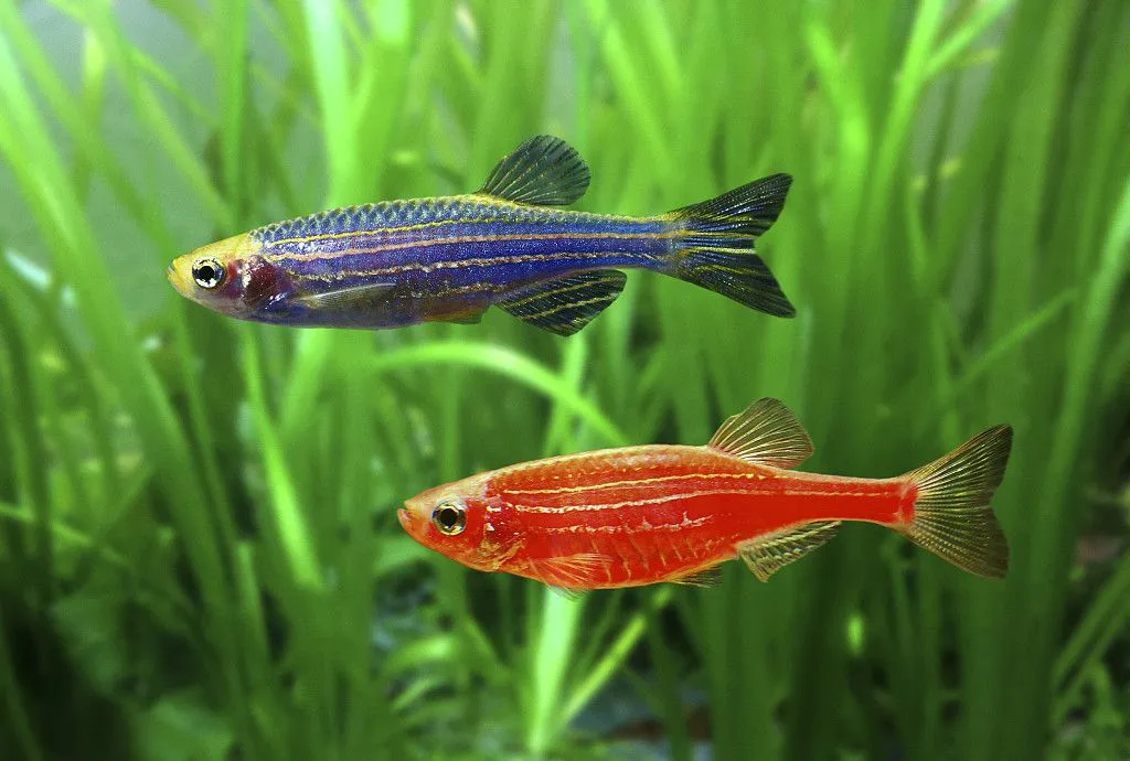 How many zebrafish danio in fish tank 5 gallon?