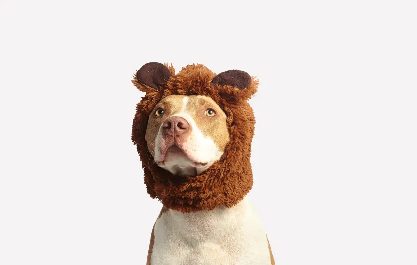 I adopted a Pitbull. This is my story.