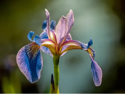 Iris Flower Classification Using ML in Python