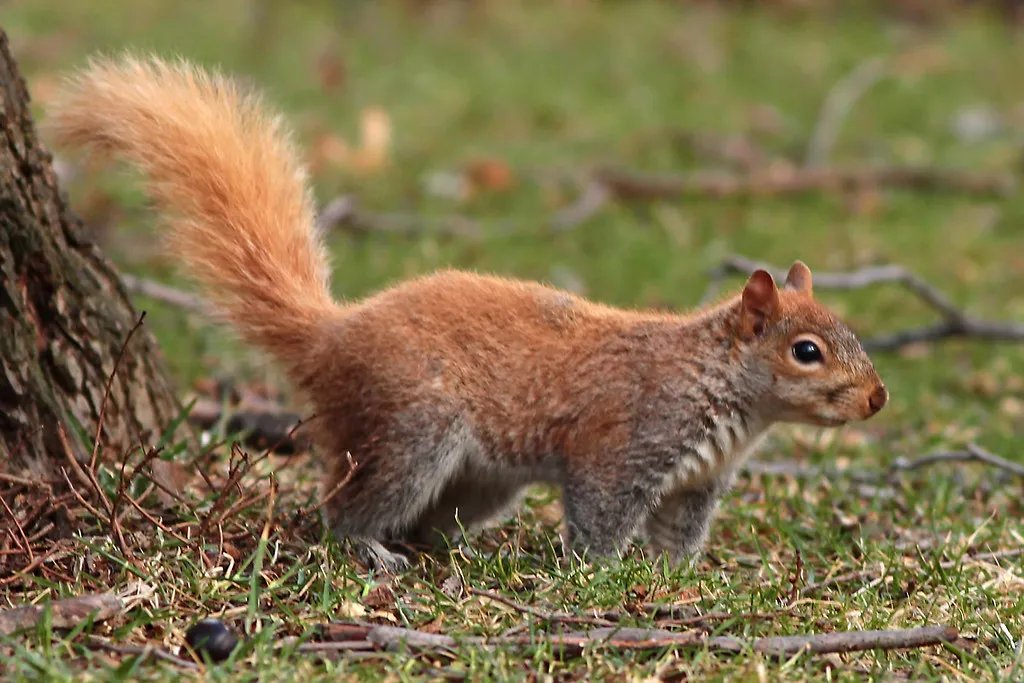 Mapping Squirrel Movements: Identifying Key Nodes in Park Activity Networks