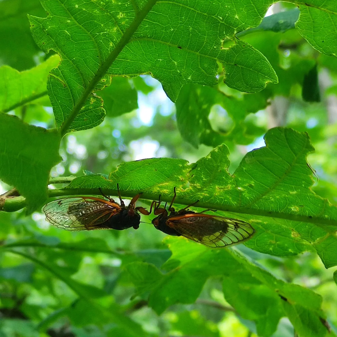 The Cicadas