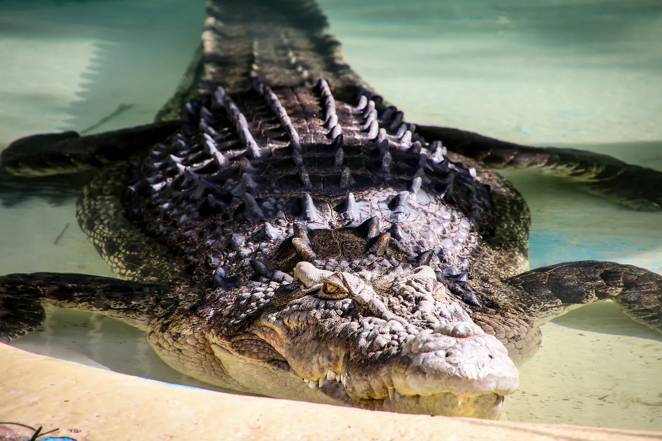 The Mighty Serengeti Crocodile: Features, Behavior, and Survival Tactics