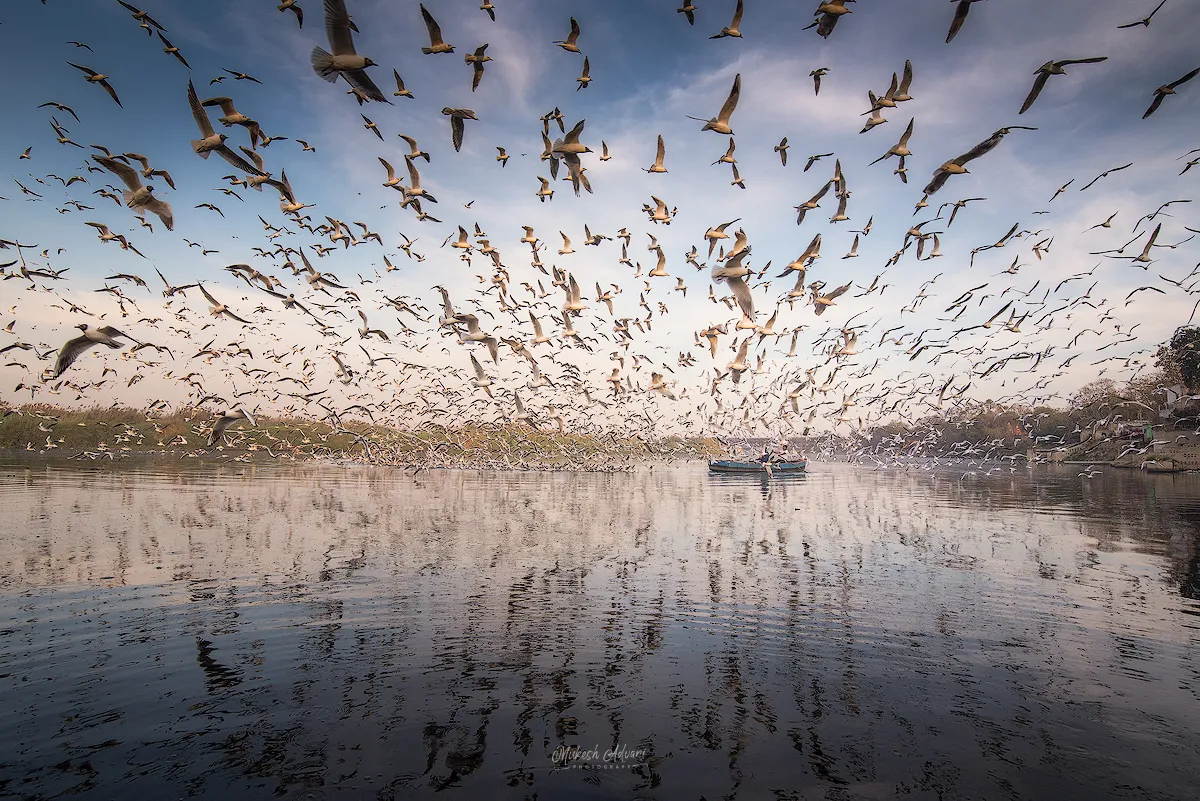 Seagulls of the Yamuna Ghat