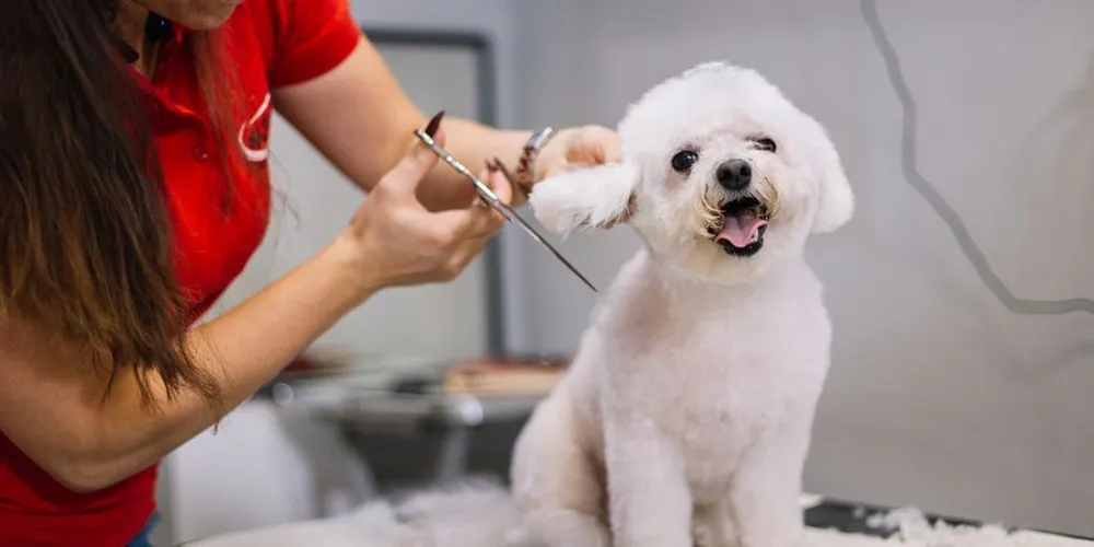 How to Find Mobile Pet Grooming Near You?