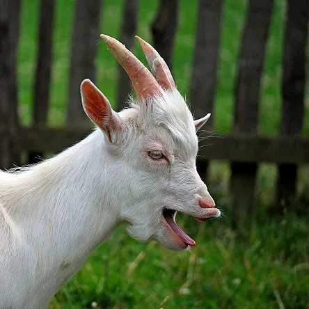 Whining goat alert!