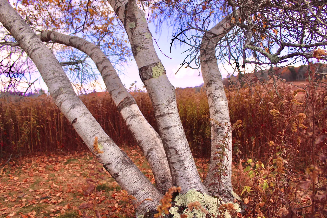 Mountain tree. Photo.