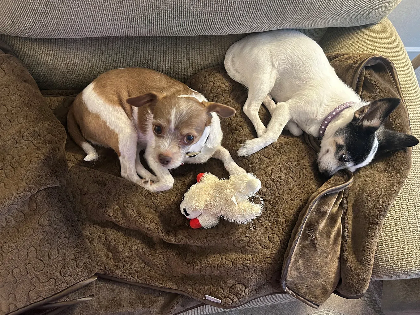 Somewhere Over the Rainbow Bridge