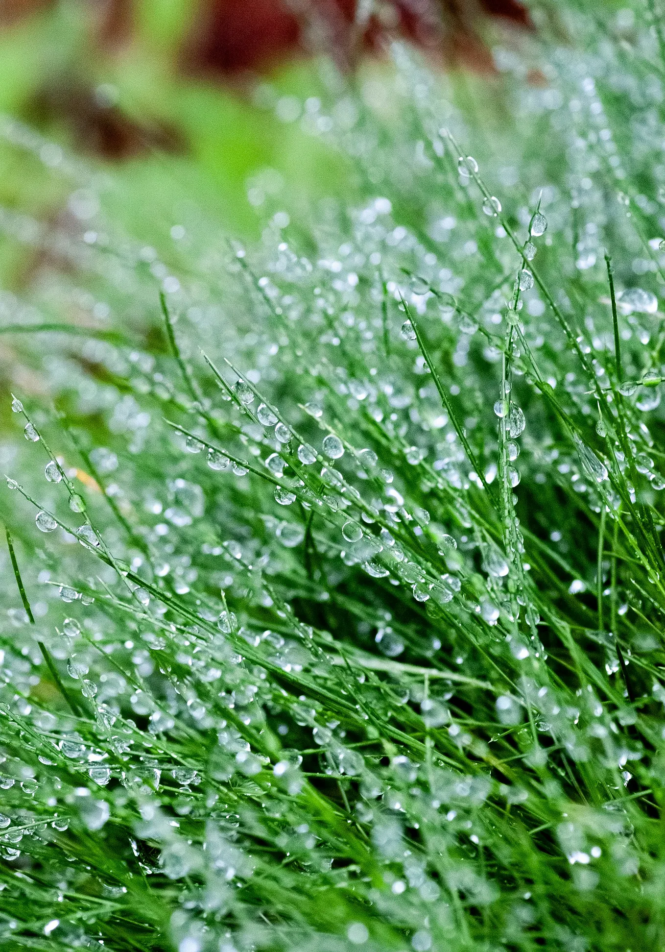 Gǔ Yǔ — What the Rain Knows
