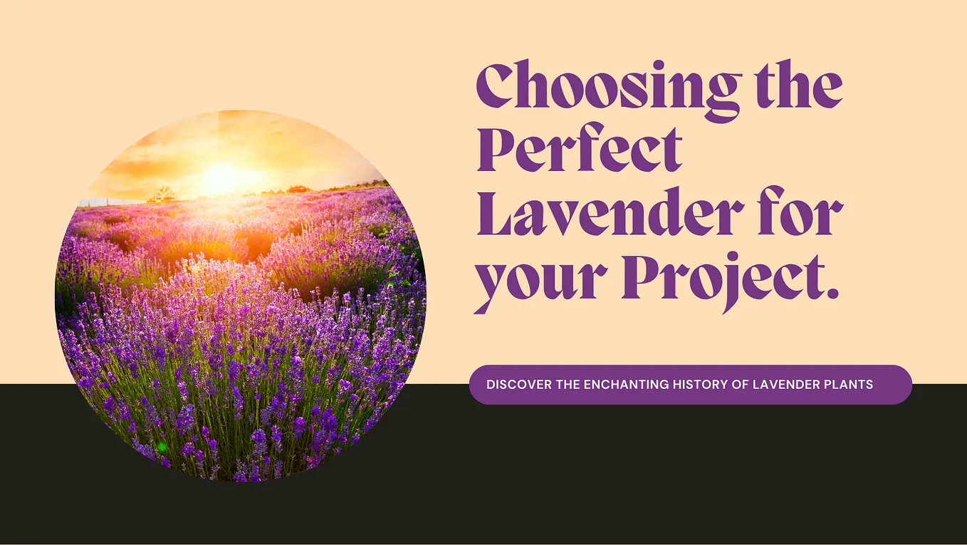 text reading Choosing the perfect lavender for your project on a cream background next to a photo of purple lavender