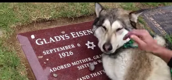 This dog was crying because it’s owner died