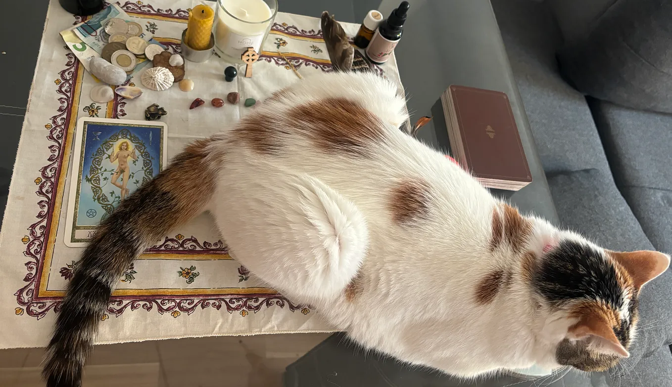 A sacred altar with crystals, candles, currency, seashells and tarot cards, with a cat lying across it. She is mostly white with some calico and she’s darling.