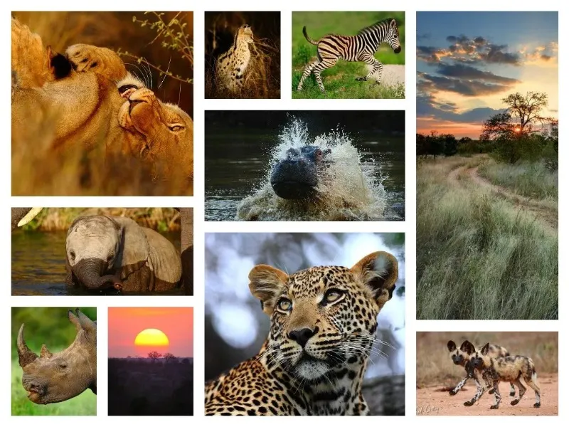 Explore the Top 10 Magnificent Wildlife Sanctuaries in India