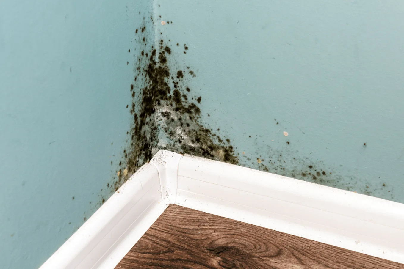 Damp & mould in rented housing: who is responsible and what can you do about it?