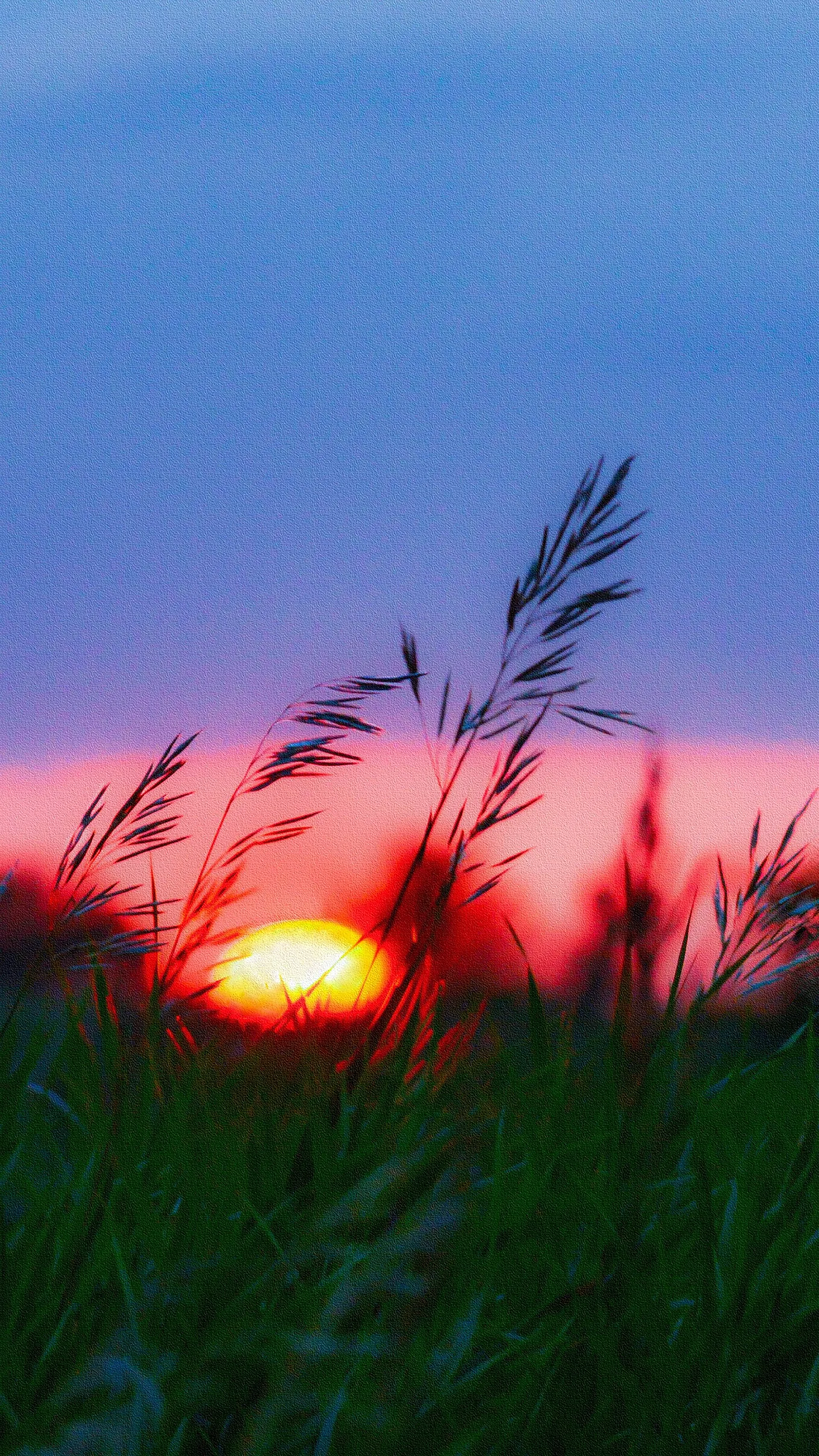dreams, seeing a red snake in tall grasses | © pockett dessert, seeing red