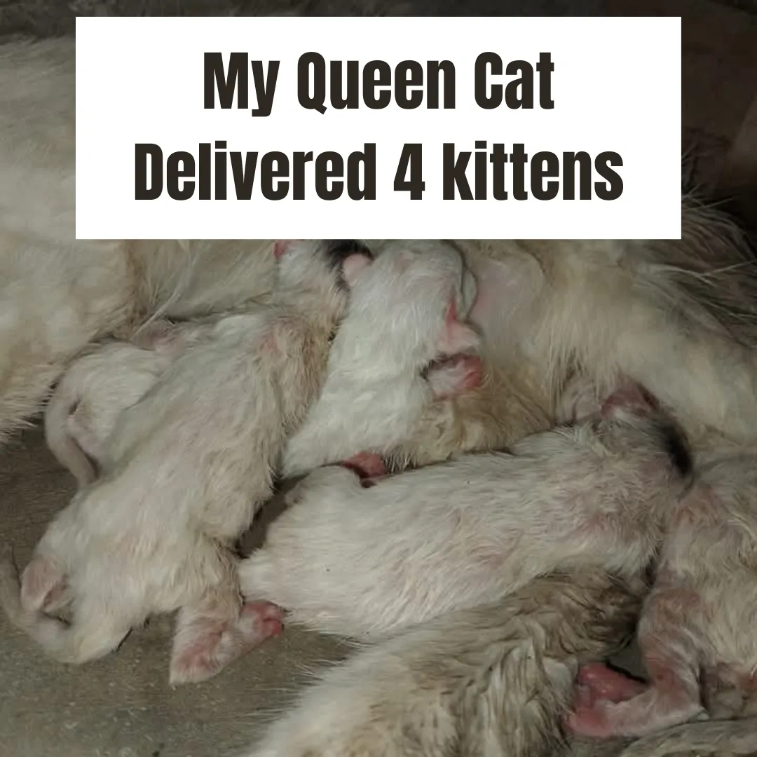 Female Persian queen feeding four kittens