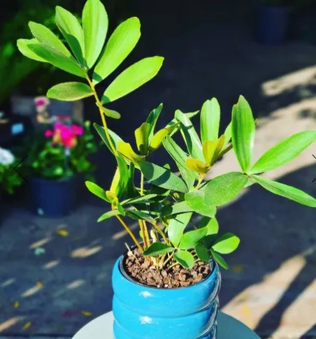 pachira money tree plant Money Tree – Fragrance Plants and Flowers main image 1