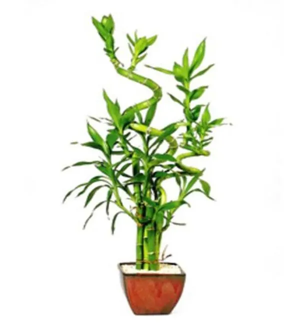Lucky Bamboo 7 Stalk Curly  Small  (Indoor) | by maksud masud | Medium