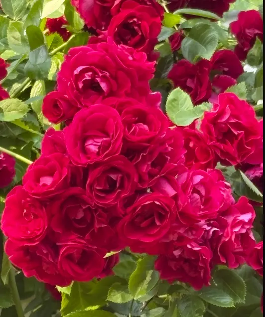The Constant Gardener #12