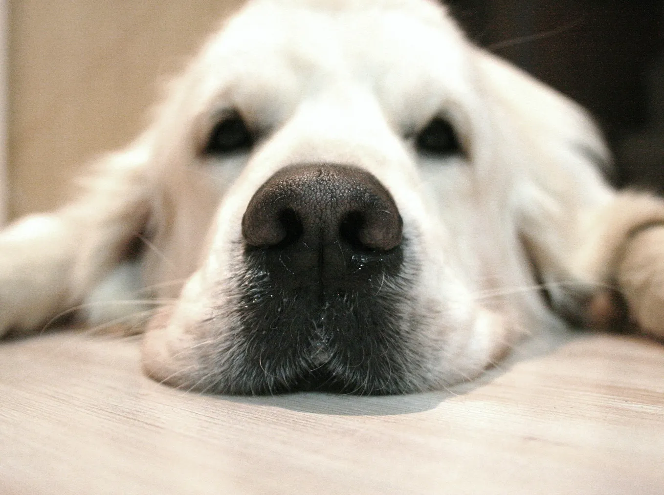 A Dog Called Gaspar