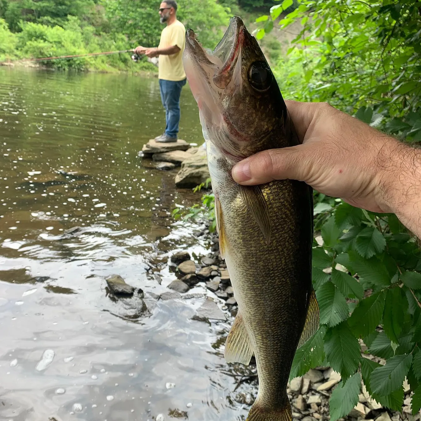 Can Trout See Fishing Line? Red, Yellow, Green…