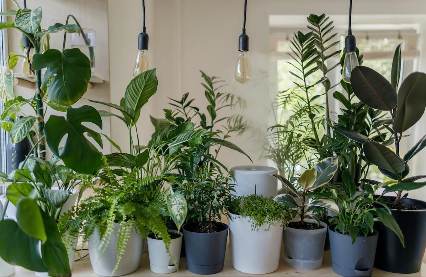 Coffee Grounds: A Green Solution for Thriving Houseplants