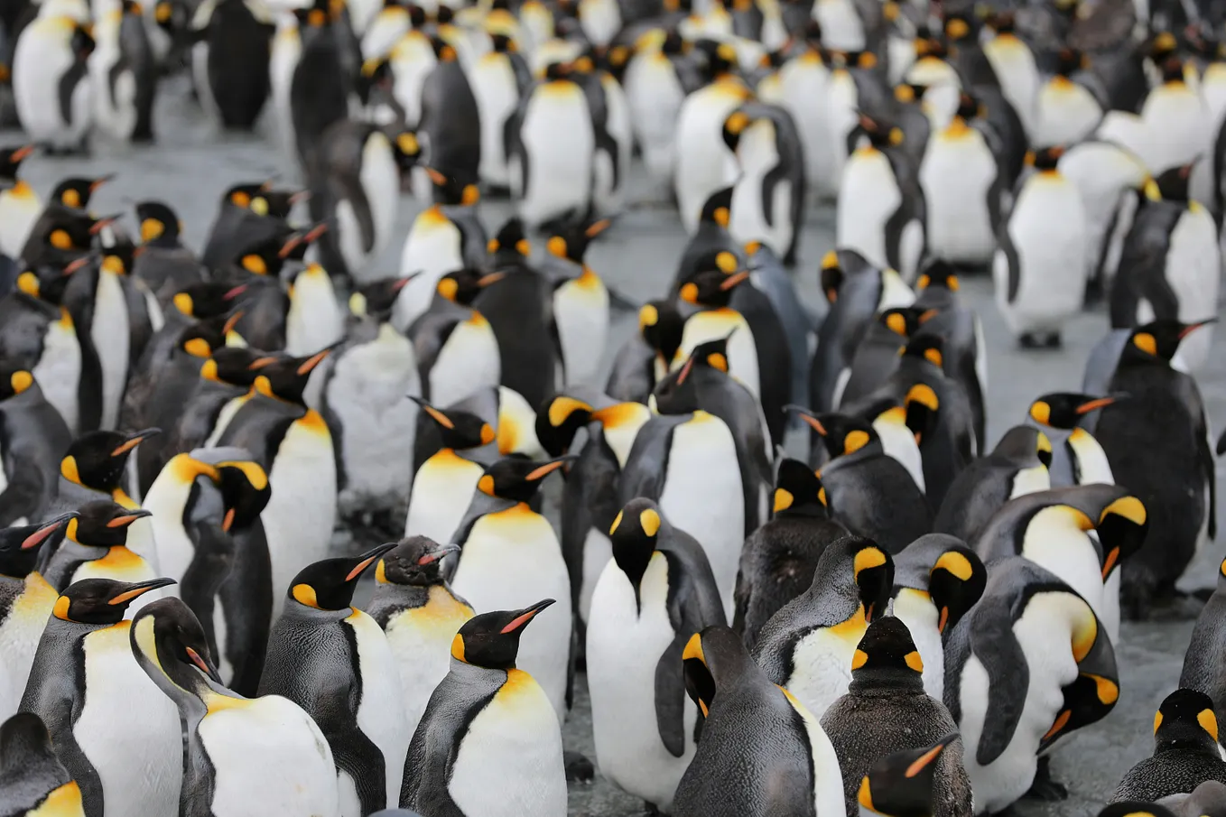 Android & Linux: A Delicate Legal Romance