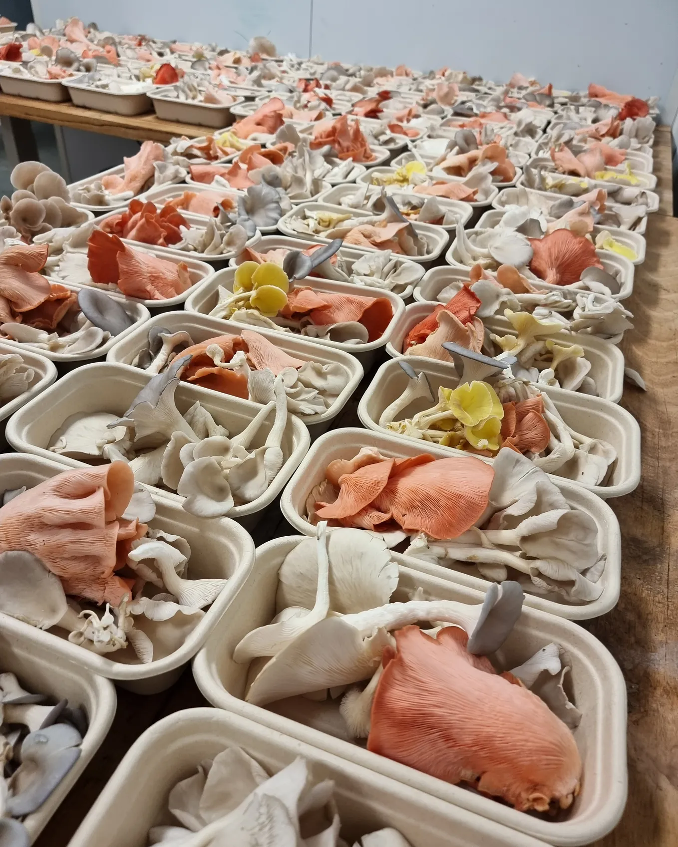 What I Learned Growing Over 20,000+ kgs of Exotic Mushrooms in Australia