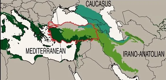 How connected is the Caucasus with Asia?