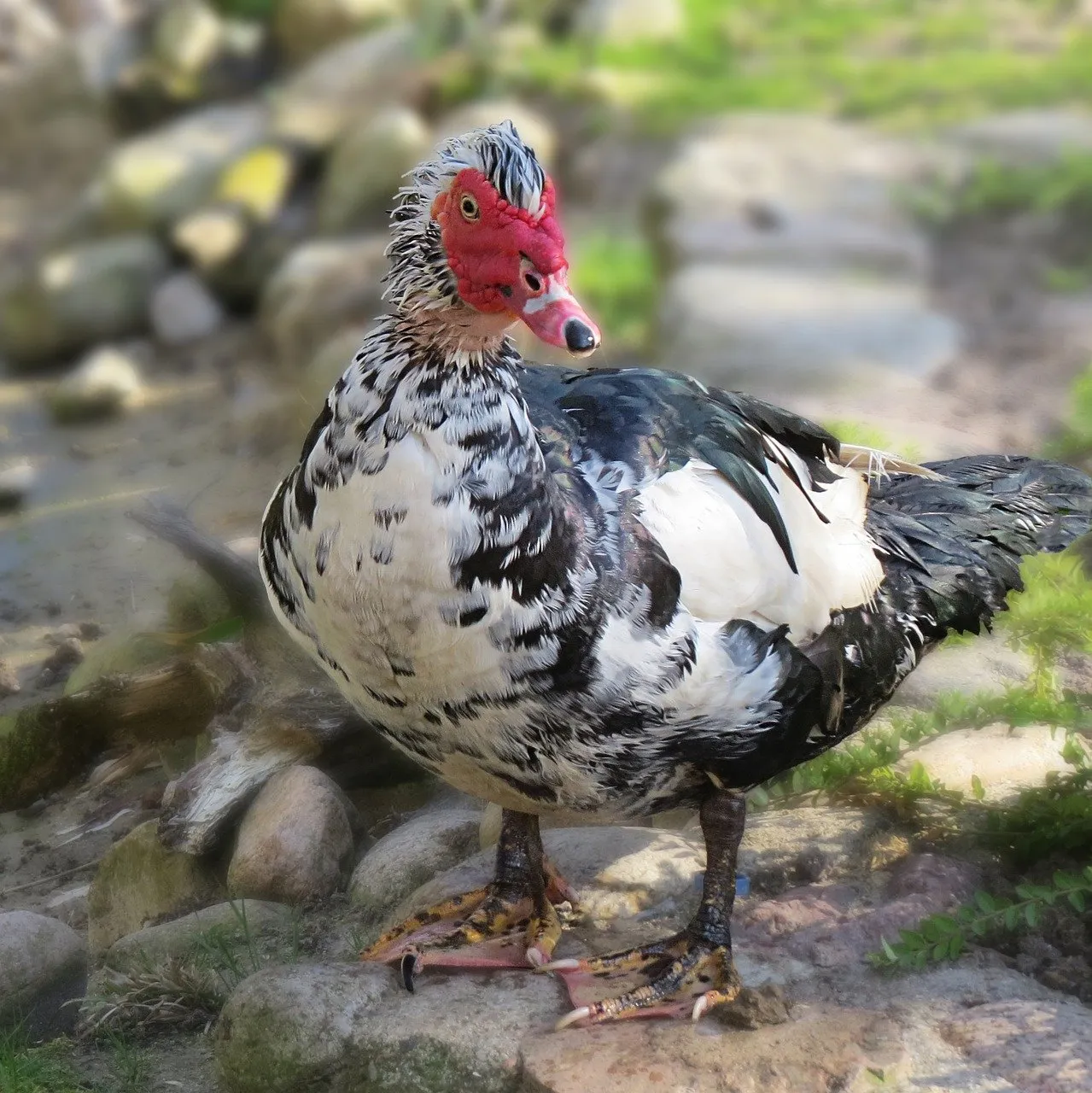 Muscovy duck.