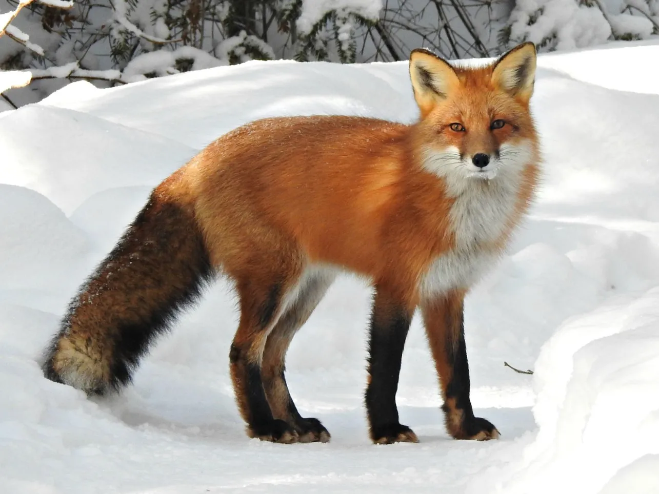 Long Pointy Snouts Protect Snow-Diving Foxes From Injury