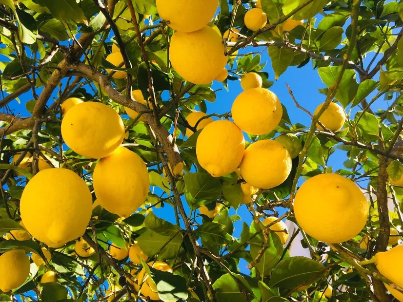 How to prune a lemon tree