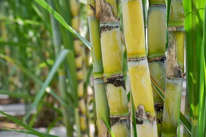 Sugarcane: