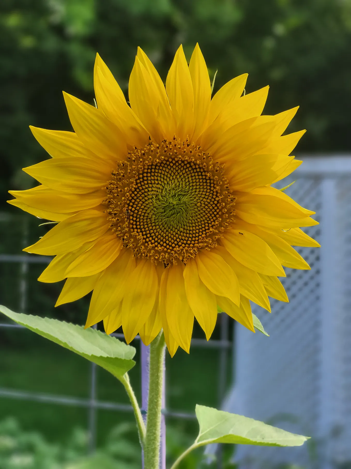 The most insightful stories about Fibonacci Sequence - Medium
