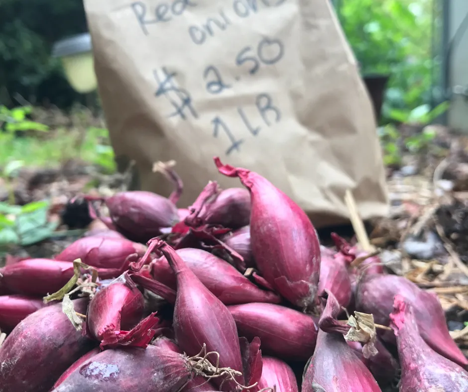 A pile of red onion set lay tumbled on the ground with a paper lunch bag in the background that reads, “red onions — $2.50 1 pound”