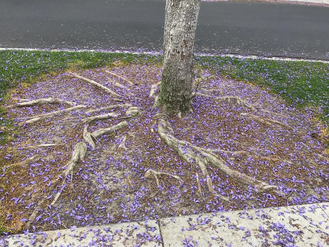 Taking Root