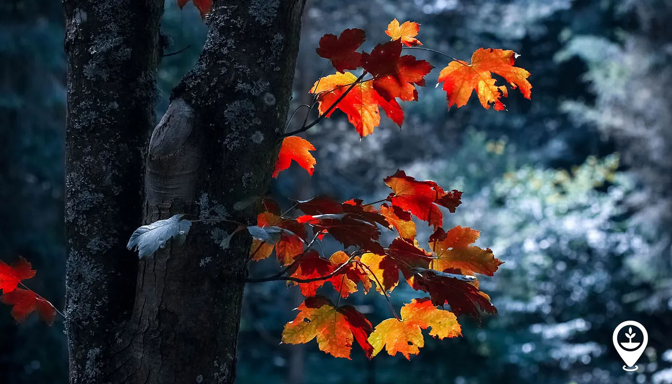 Everything You Need to Know About the Types of Forests