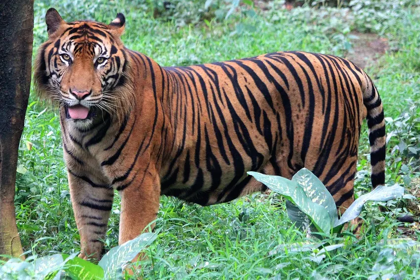 Harimau yang terancam punah tiba di Kebun Binatang Edinburgh