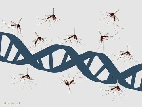 Make-Believe Mosquitos