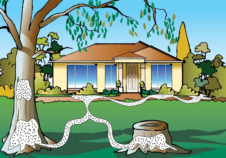 Providing a Brief Knowledge about Termite Pest Control