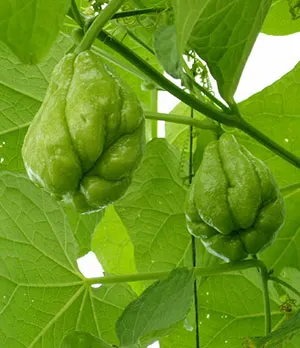 Health benefits of Chayote Fruit
