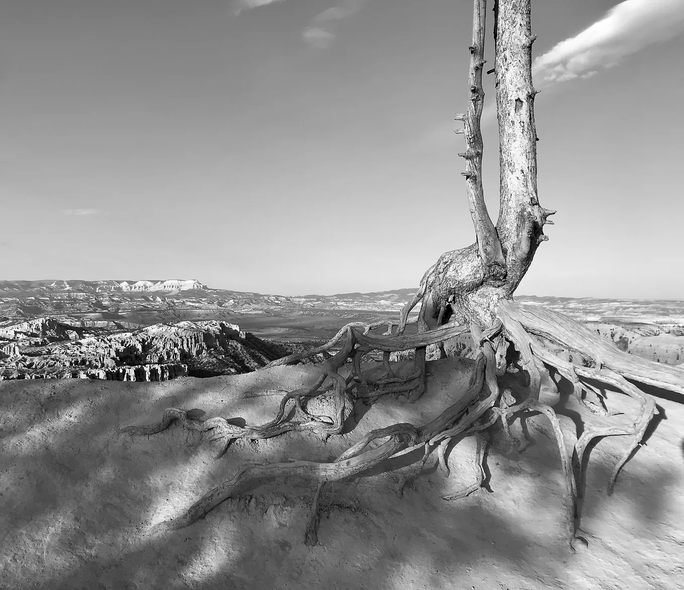 “We are still here.” (Bryce Canyon)