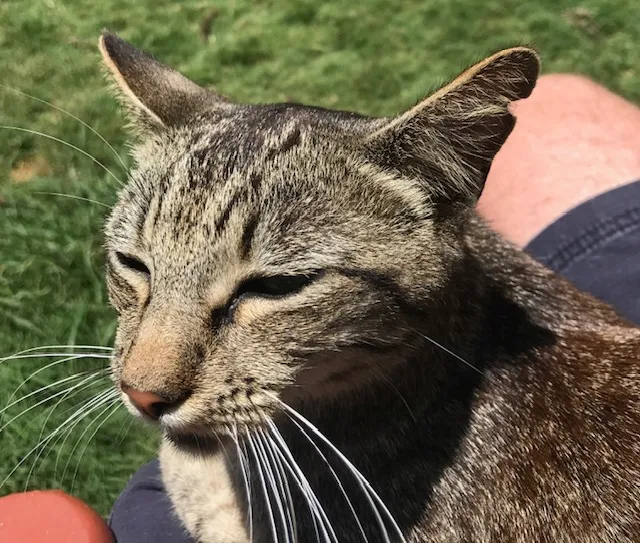 A cat seated on my lap on the island of Lanai in Hawaii