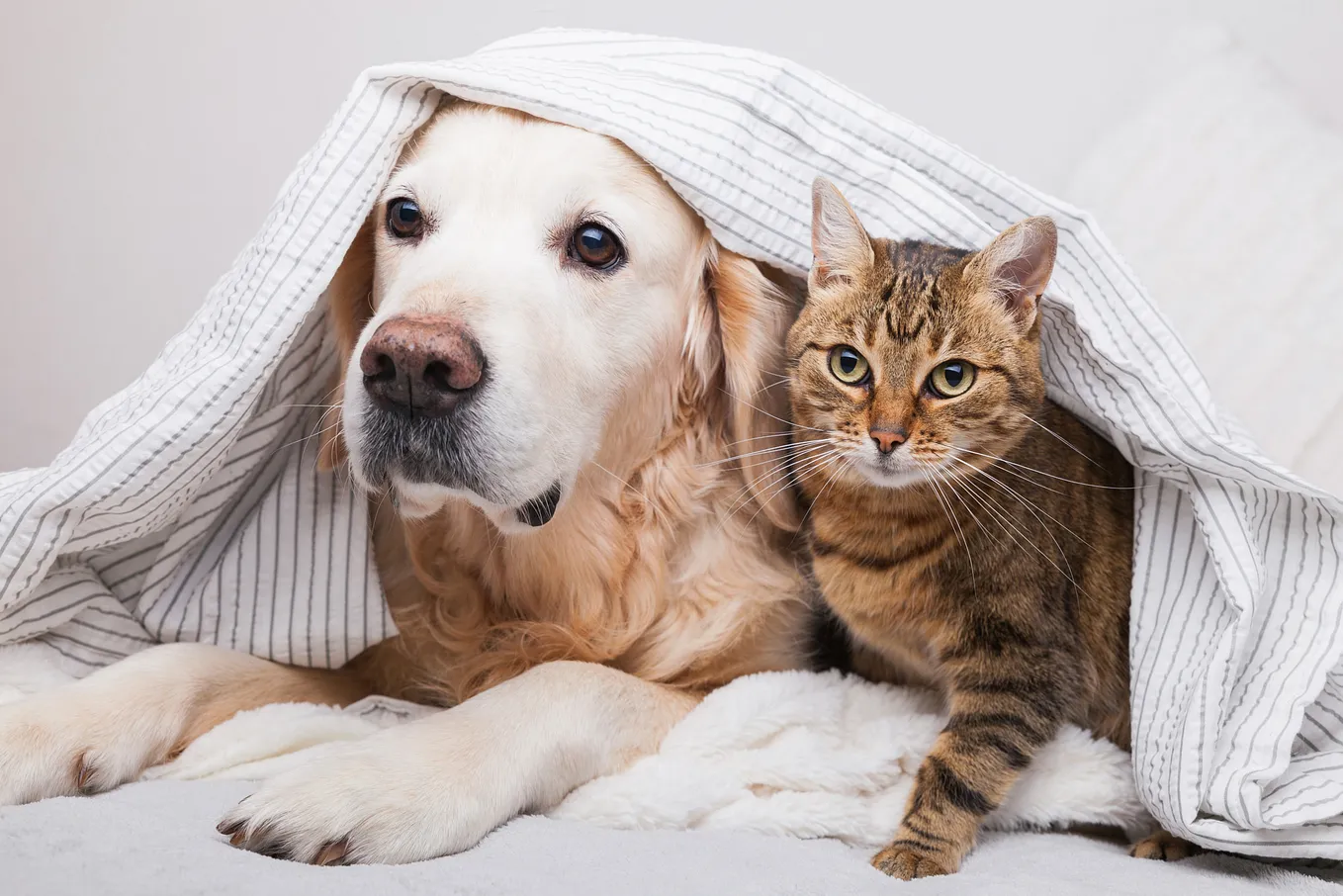 How Meowtel Became the Go-To Cat-Sitting Service Despite Dog-Loving Investors!